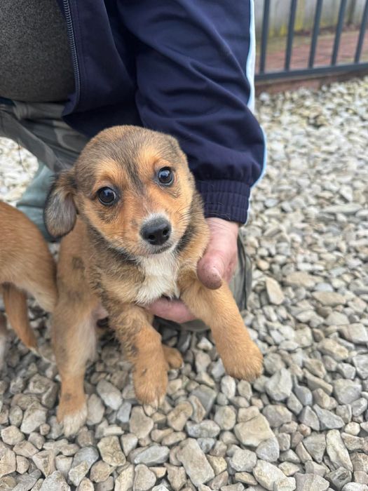 Oddam pieski  zadarmo