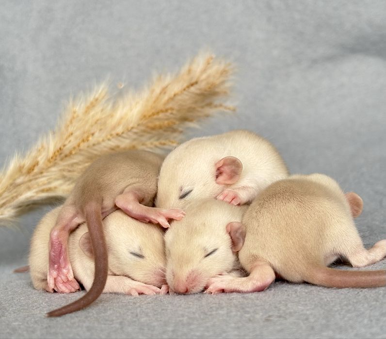 Szczury,szczurki,szczur syjamski Dumbo