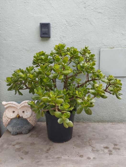 Suculenta Jade (Crassula Ovata)