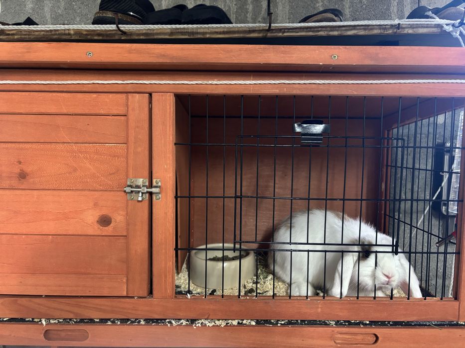 Kit coelho mini Lop bellier