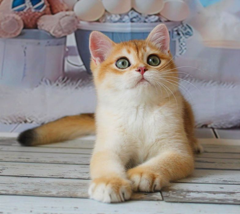 Гарнюній хлопчина в золотій шубці хоче в найкращу родину