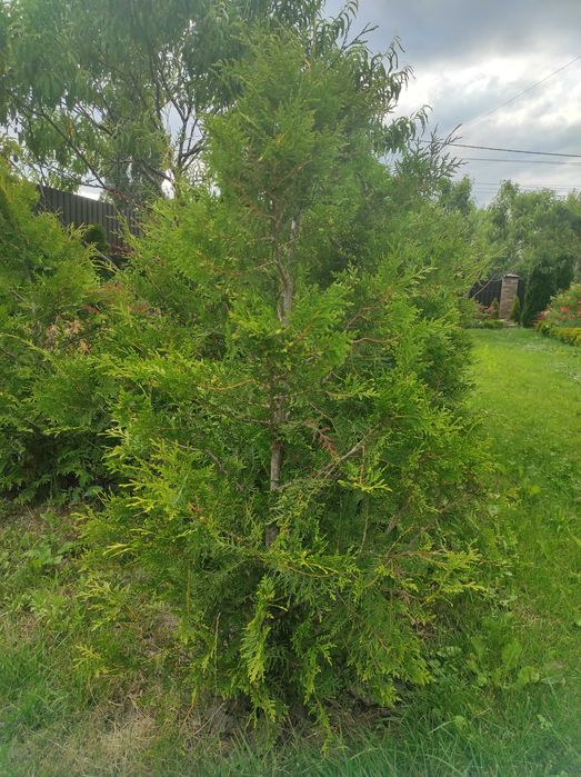 Туя брабант 90-140см   розпродаж