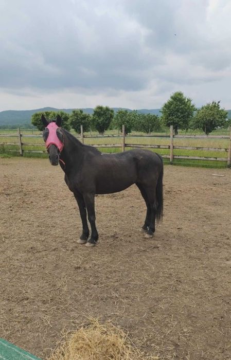 Sprzedam zamienię ładnego konia