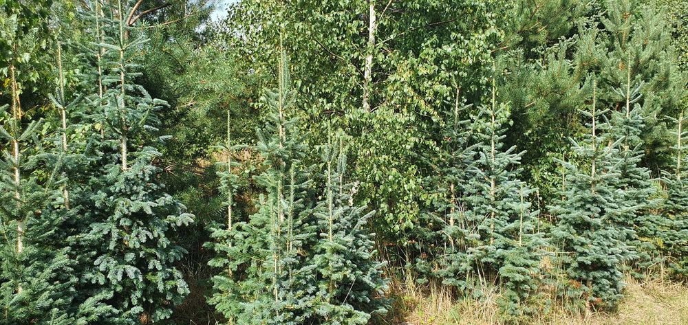 Jodła górska arizońska. Duże drzewa iglaste. Szkółka Jagra Wisznice.
