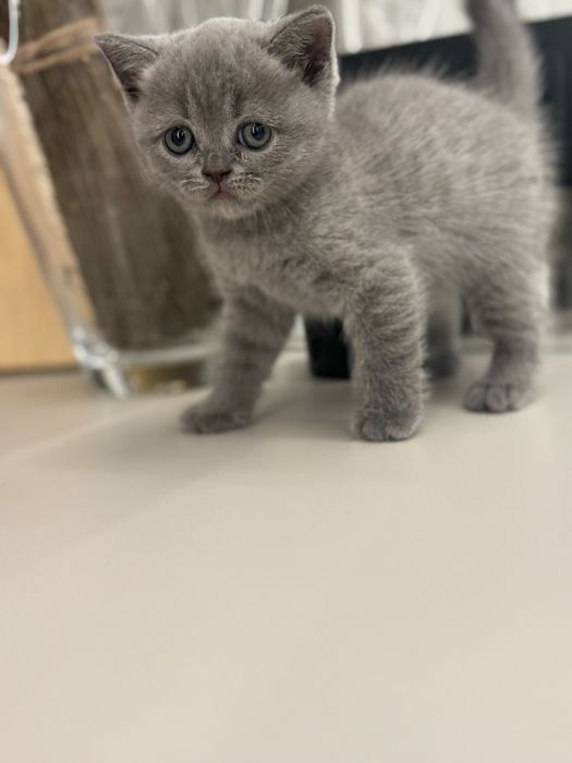 Шотландські кошенята