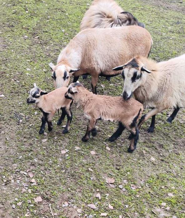 Owca kameruńska - kamerunka 300zł
