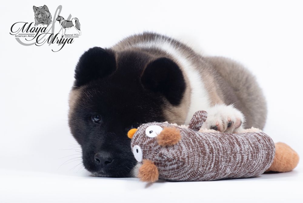 Американська акіта/  Американская акита/ American akita