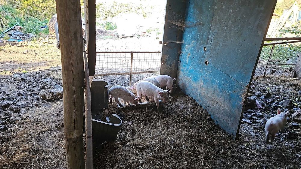 Porcos caseiros para venda
