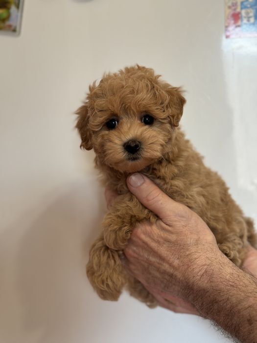 Девочка мальтипу