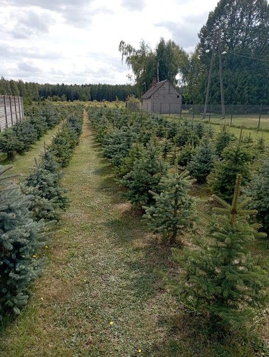 Choinki zwykłe i srebrne do posadzenia w grunt