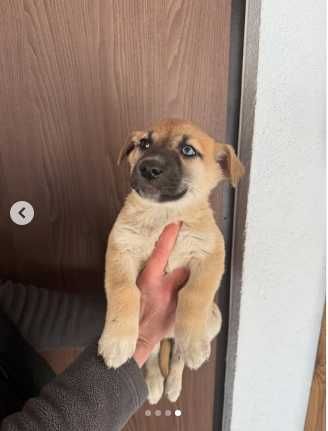 Собачка Нэнси просит о помощи.