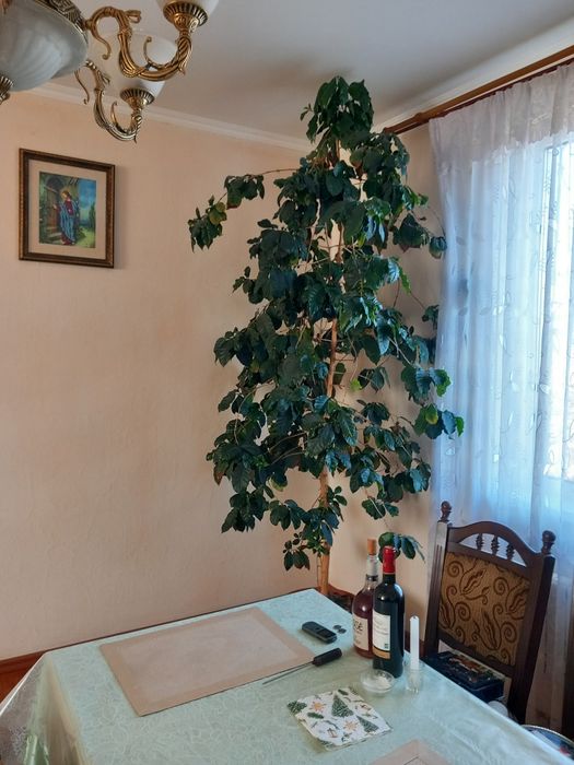 Кавове дерево гарно плодоносить