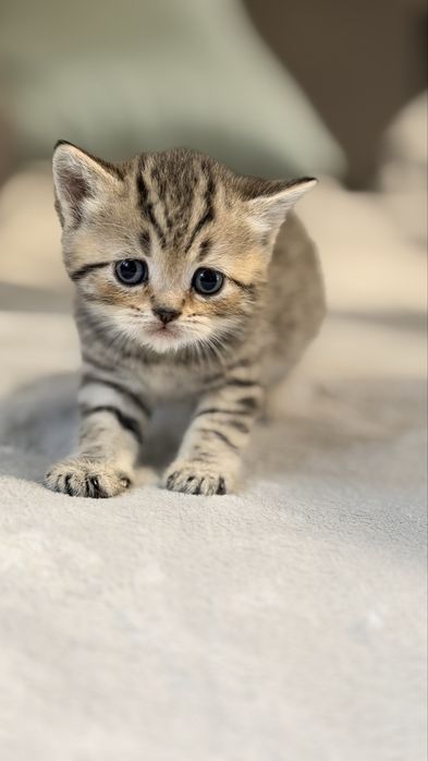 Шотландські кошенята