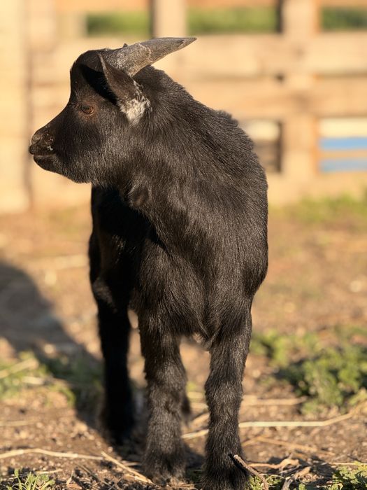 Cabrito anão novo