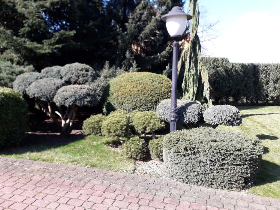 sprzątanie usuwanie rozdrabnianie gałęzi z działek rębakiem Łódź