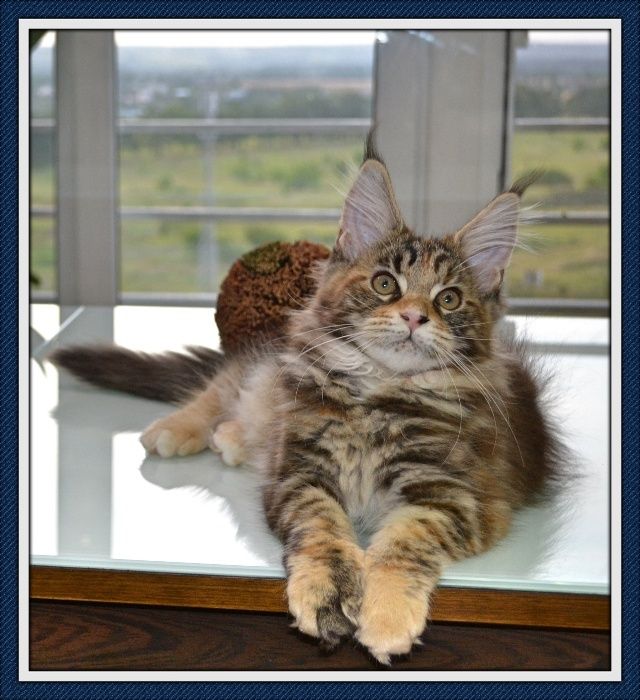 Кошечка Мейн- кун! Подарите себе счастье!