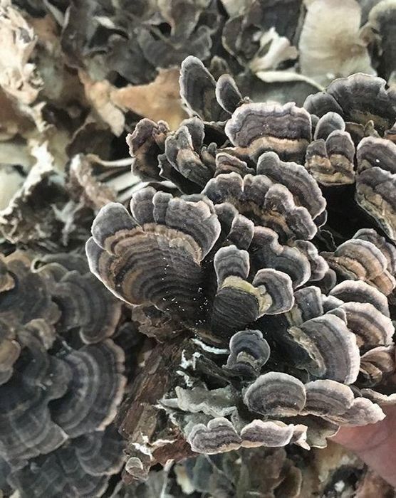 Траметес/Трутовик різнокольоровий