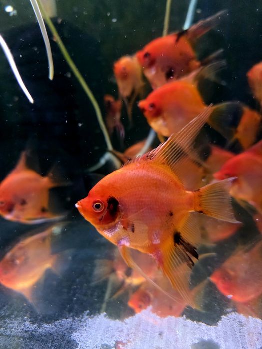 Skalar red devil/czerwone