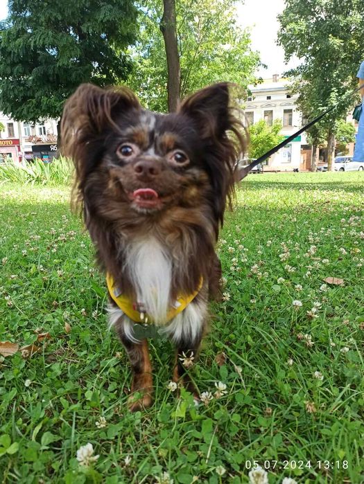 В'язка чіхуахуа шоколадного красунчика