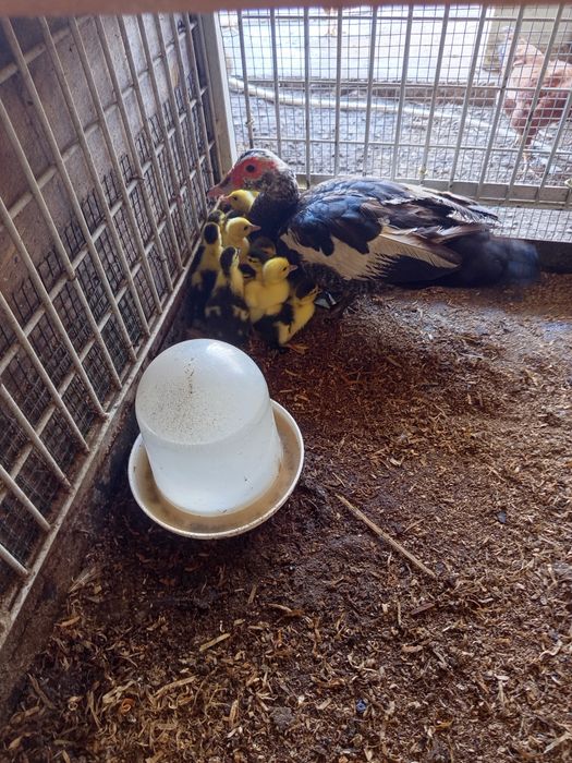 Animais de quinta