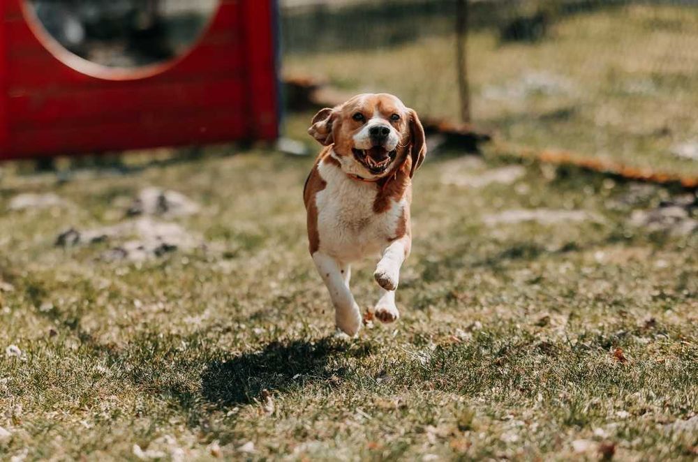 Kontaktowy, towarzyski Daktyl w typie Beagle poleca się do adopcji!!!