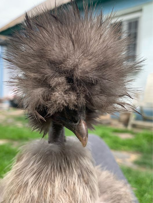 Китайская шелковая