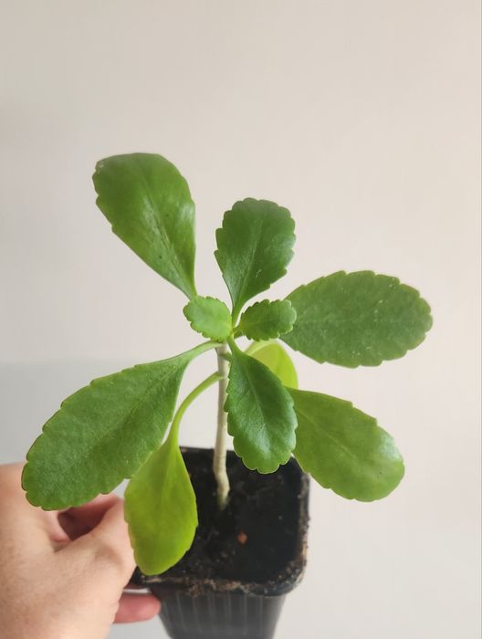 Żyworódka pinnata sadzonka