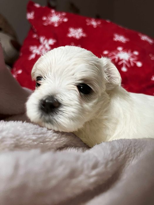 Maltanczyk ,,suczka,,