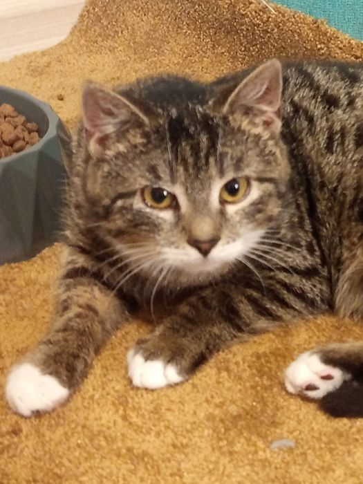 4 miesięczna kotka szuka domu niewychodzącego