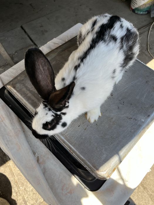 Продам дешево кролики