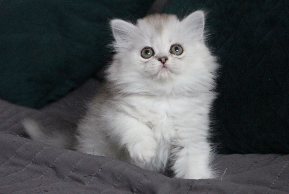 Kotka szkocka prostoucha WCF