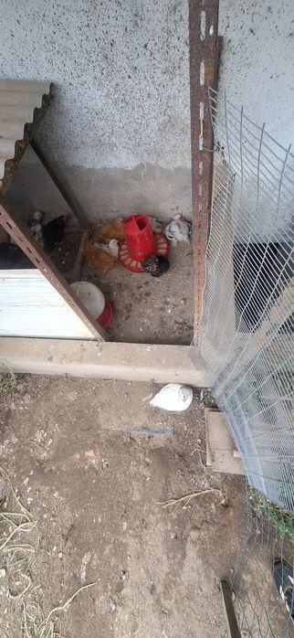 Frangos de raça com 2 meses