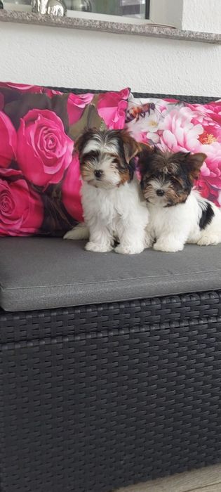 Yorkshire terrier Biewer