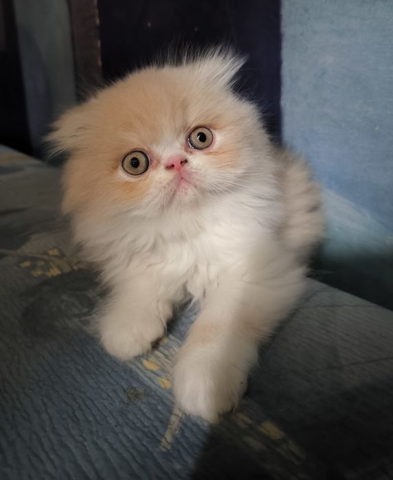 Персидский котенок