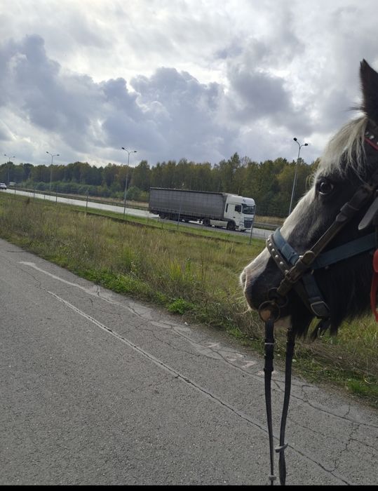 Klacz koń tinker