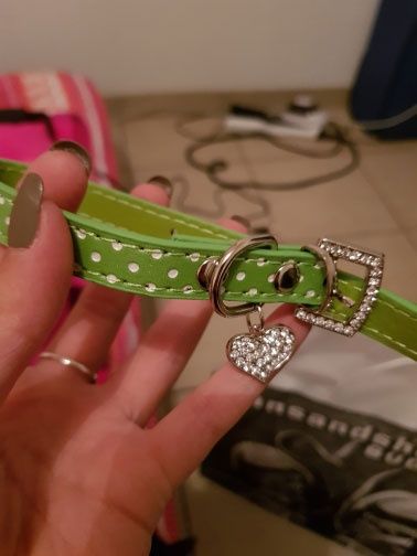 Kolorowe obróżki dla piesków