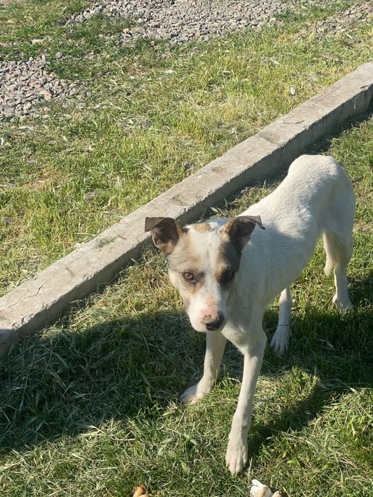 Собака в добрі руки!