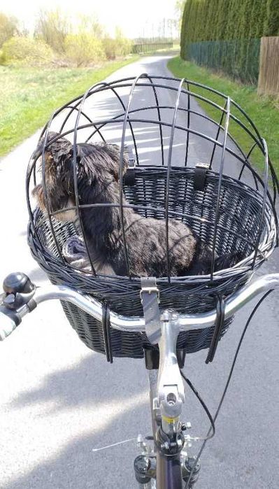 KOSZ na rower dla psa kota KOSZYK z wikliny na haki rowerowy