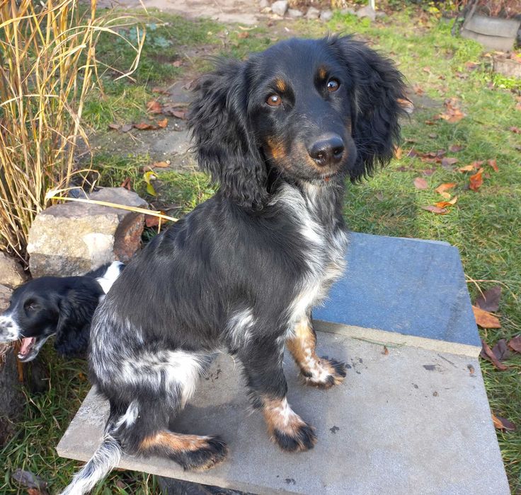 Цуценя РМС руський мисливський спаніель російський спанієль 4 м ЛАВІК