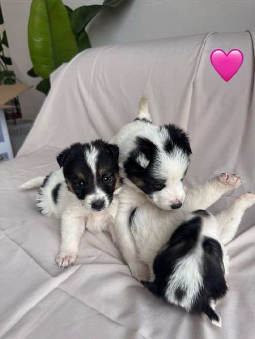 Цуценята в добрі руки, безкоштовно!