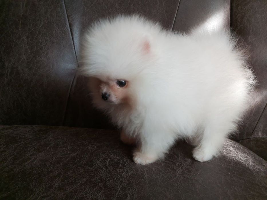 Бомбезні міні шпіцулі