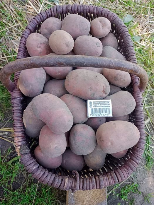 Картопля Біла Роса.