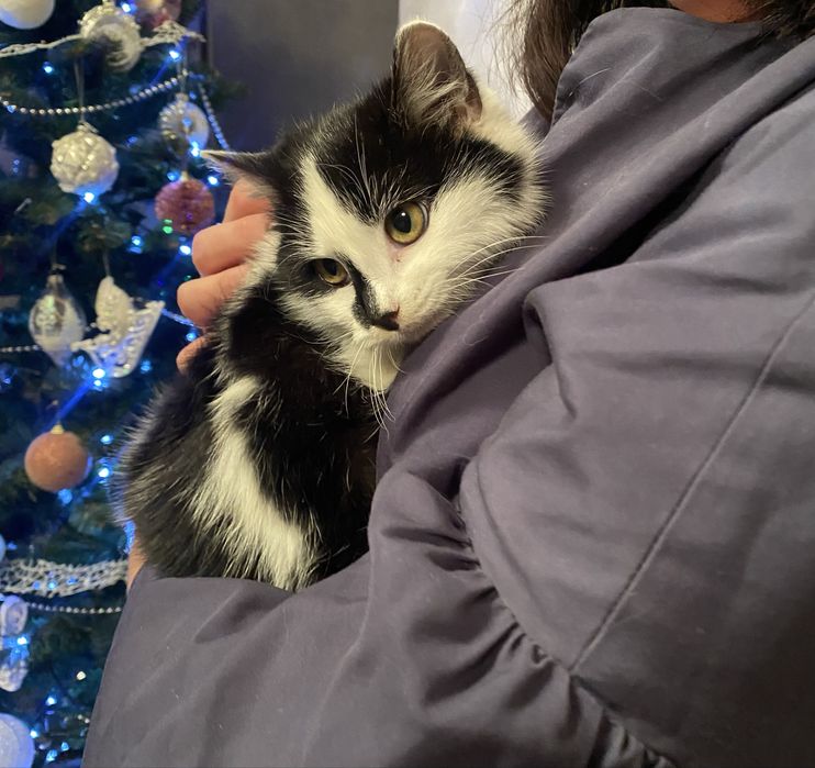 Віддаю котиків у добрі руки