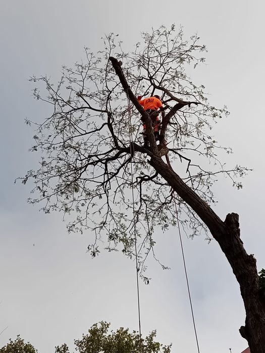 Poda e abate de árvores