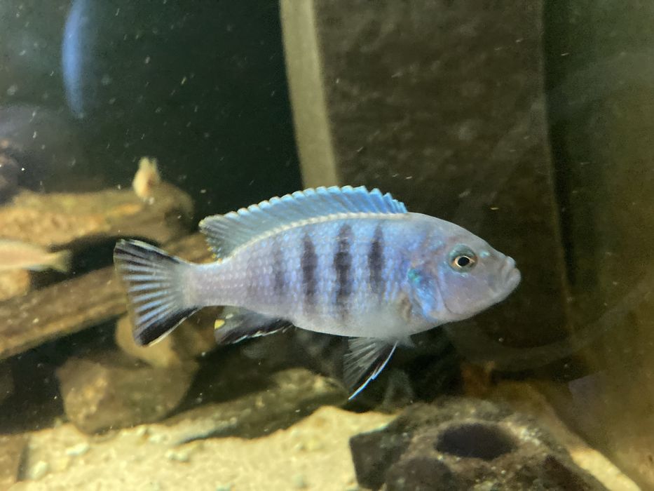 Pyszczaki Mix Pseudotropheus Saulosi