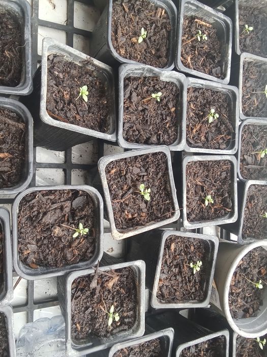 Mudas de Arruda envio para todo Portugal