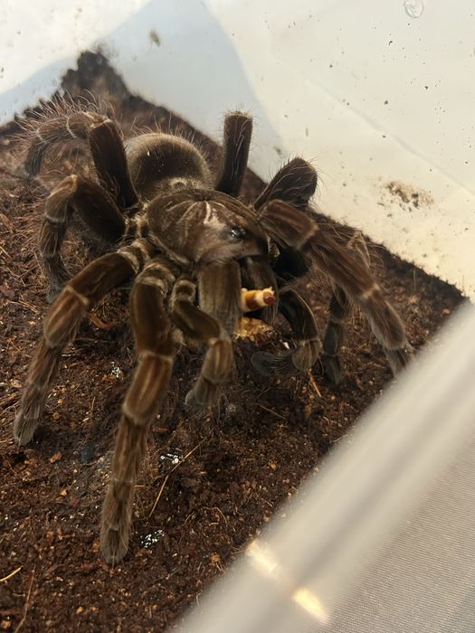 Pamphobeteus platyomma prasznik
