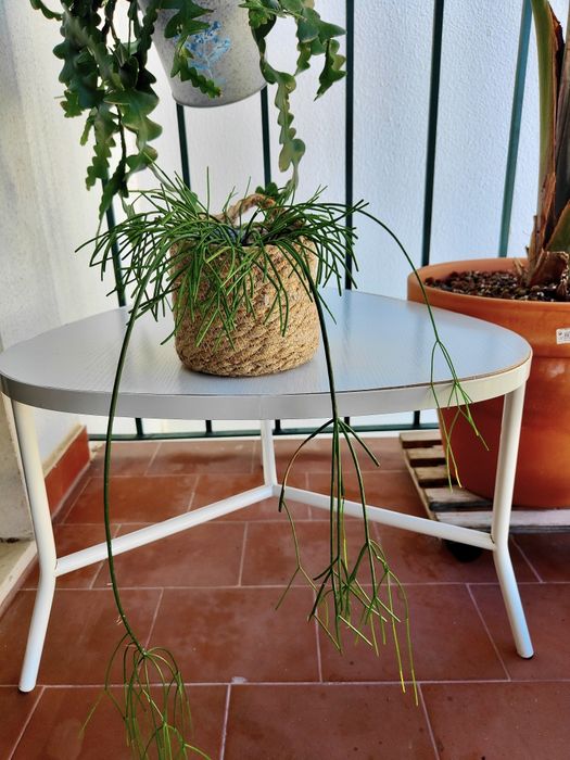 Rhipsalis baccifera // planta interior