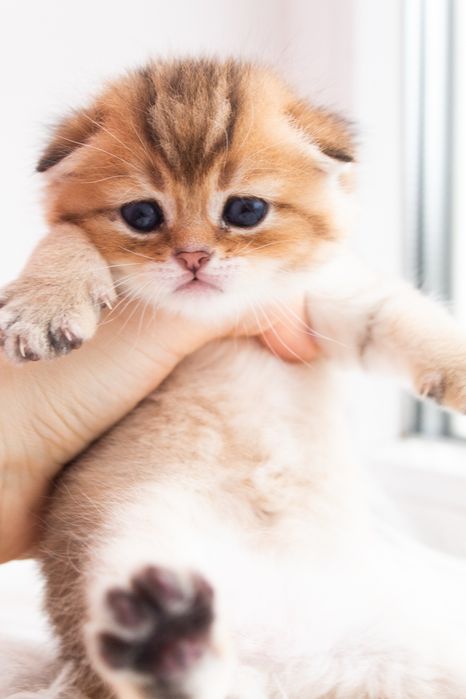 Чарівний шотландський котик