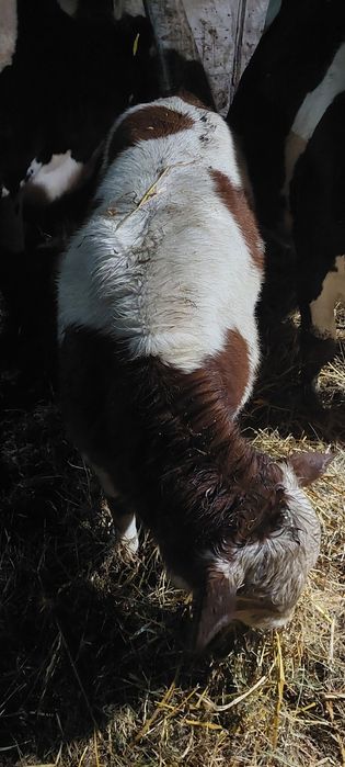 Byczek byk 3 miesiące simental